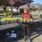 Mak islandský (Papaver nudicaule) ´GARTENZWERG´ - kont.P12